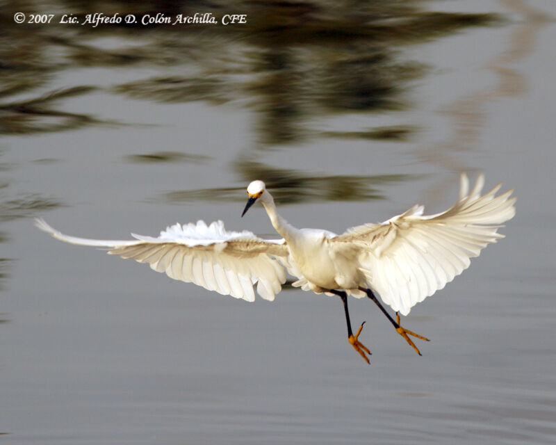 Aigrette neigeuse