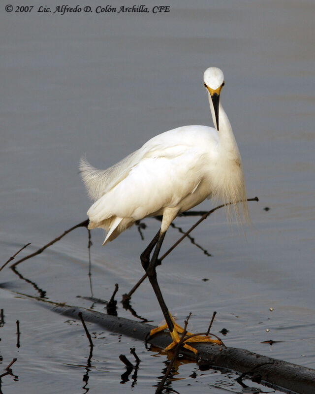 Aigrette neigeuse