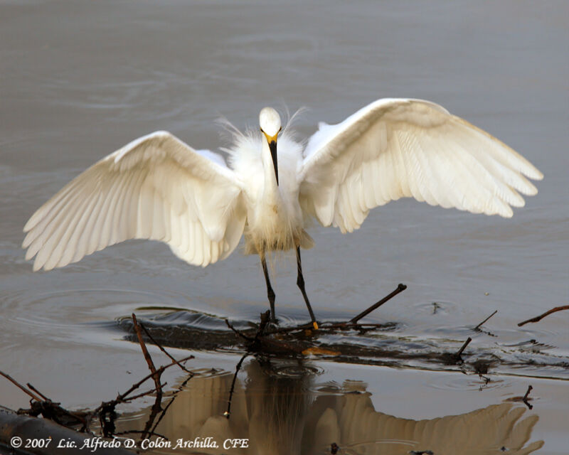 Aigrette neigeuse