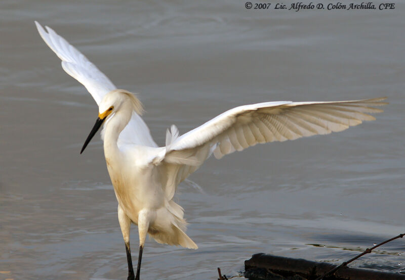 Aigrette neigeuse