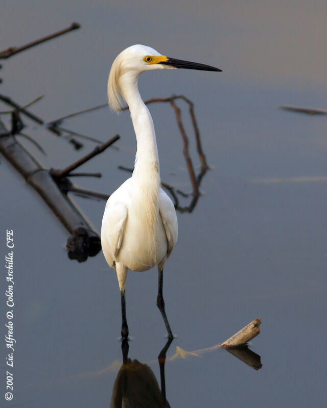 Aigrette neigeuse