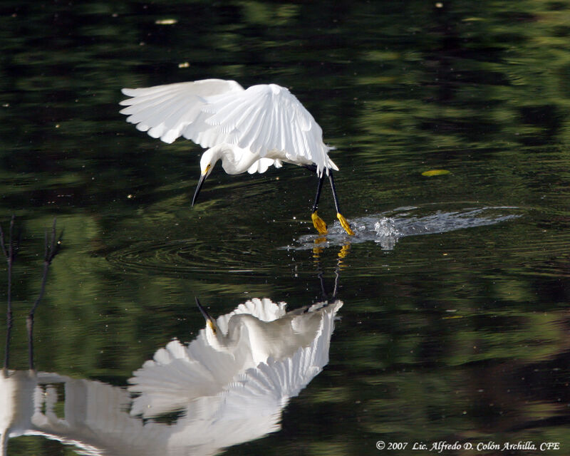 Aigrette neigeuse