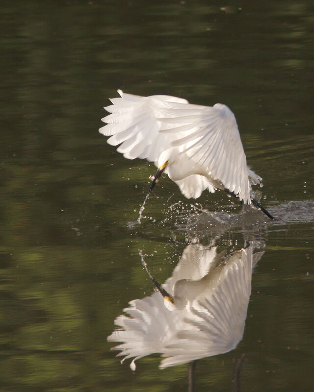 Aigrette neigeuse