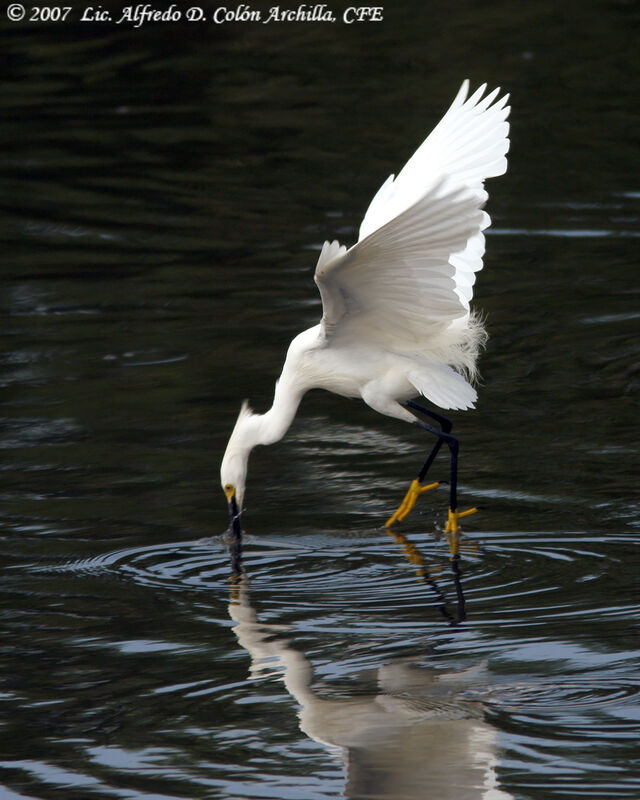 Aigrette neigeuse