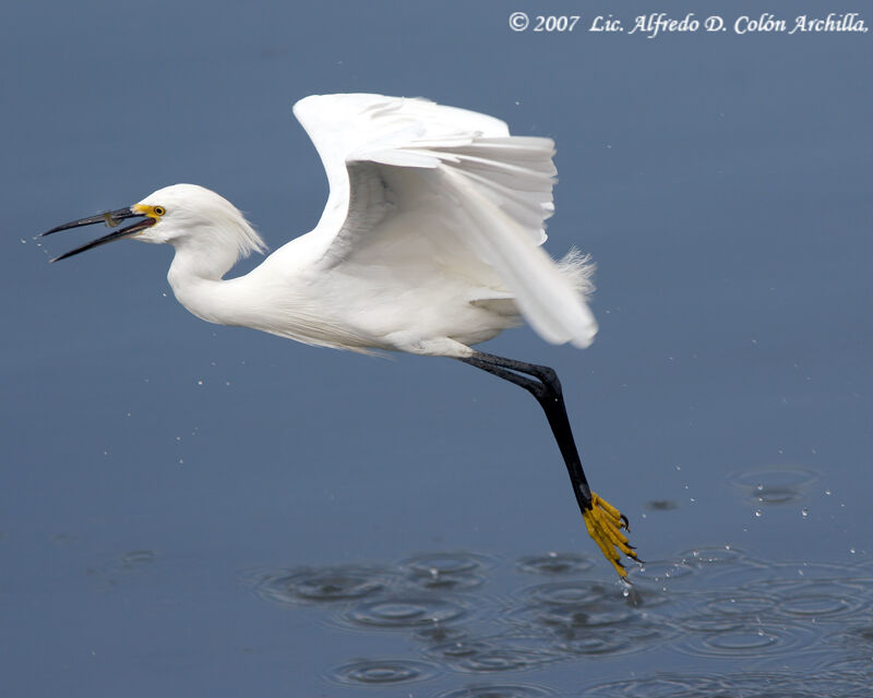 Aigrette neigeuse