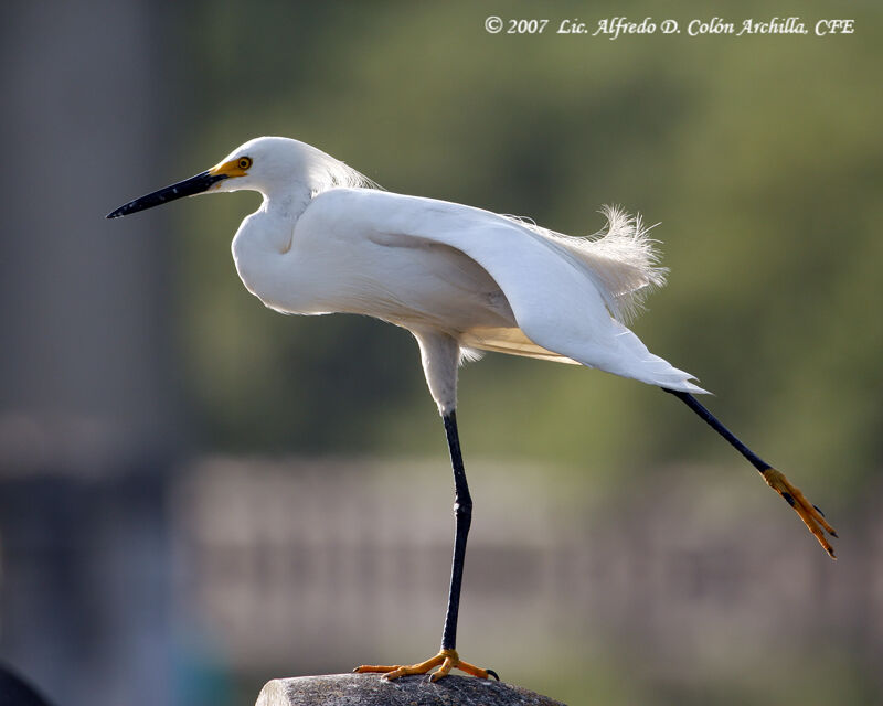 Aigrette neigeuse