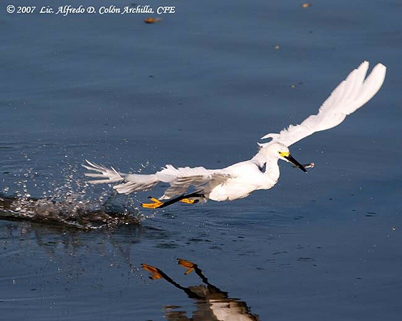 Aigrette neigeuse