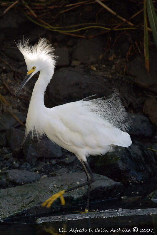 Snowy Egret