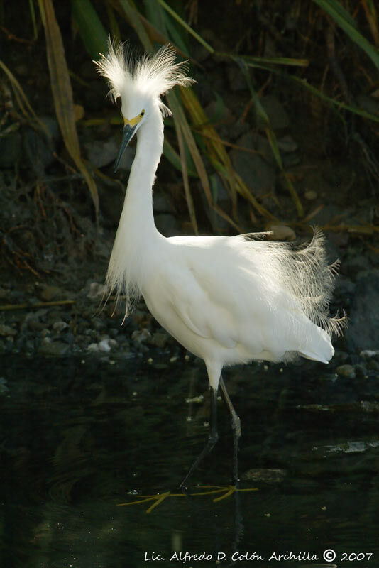 Snowy Egret