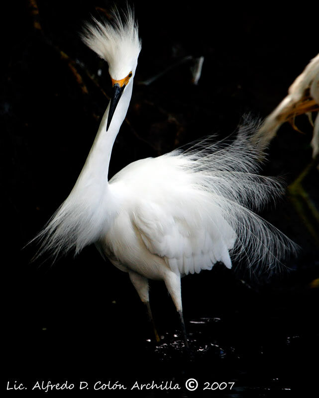 Snowy Egret