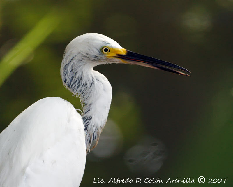 Snowy Egret