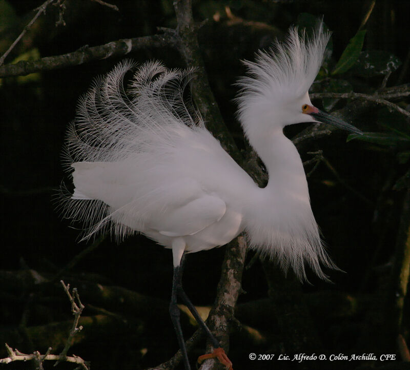 Snowy Egretadult breeding, identification, aspect