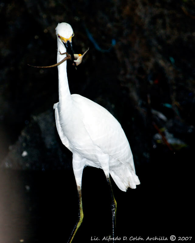 Aigrette neigeuse