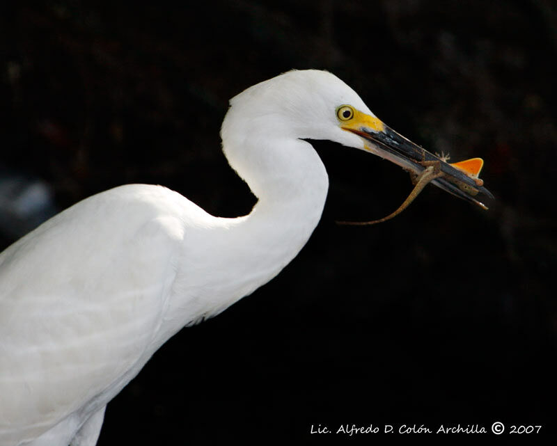 Snowy Egret