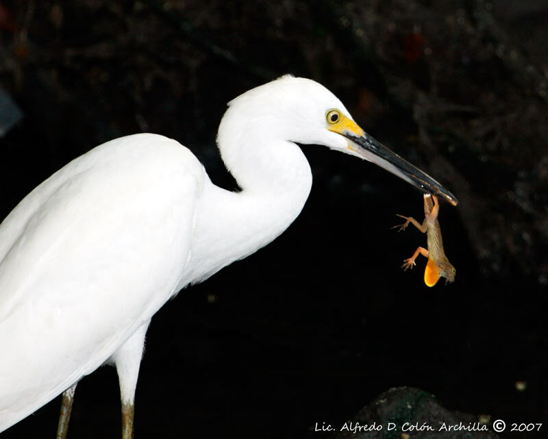 Snowy Egret