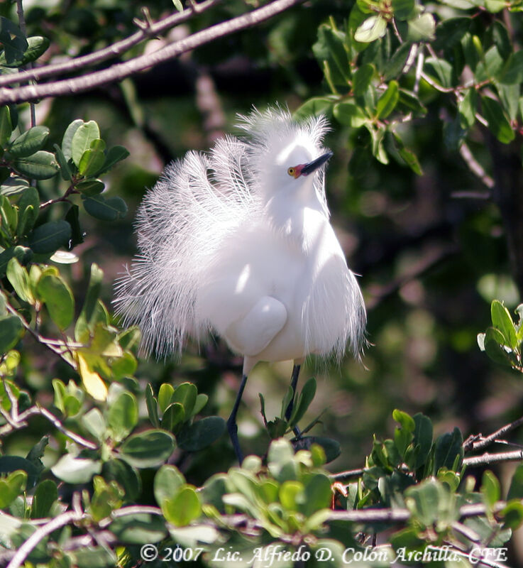 Snowy Egret