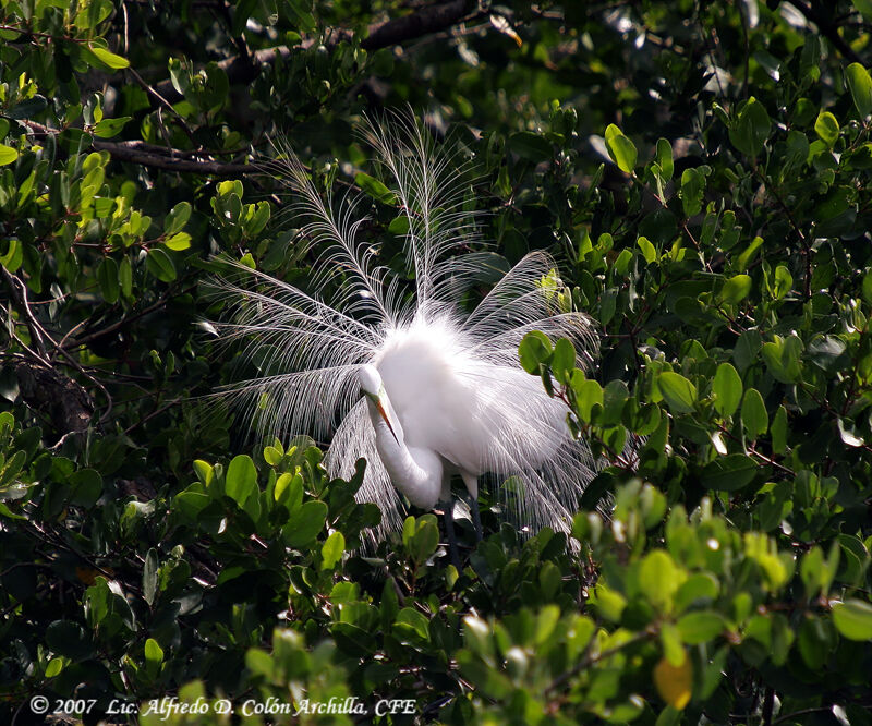 Aigrette neigeuse