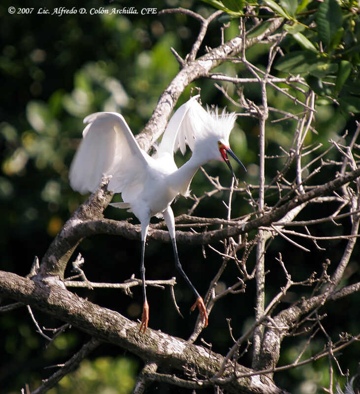 Snowy Egret