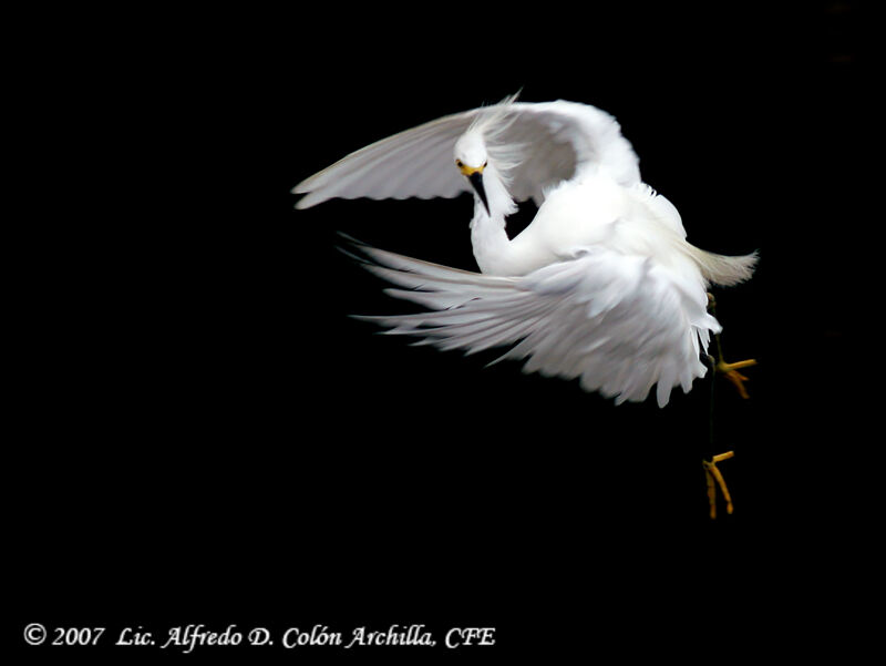 Aigrette neigeuse