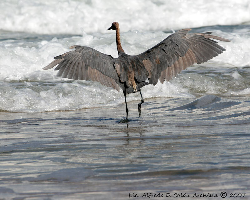 Reddish Egret