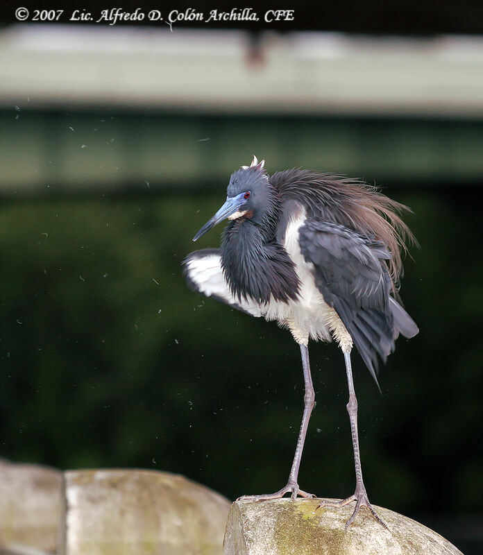 Aigrette tricolore