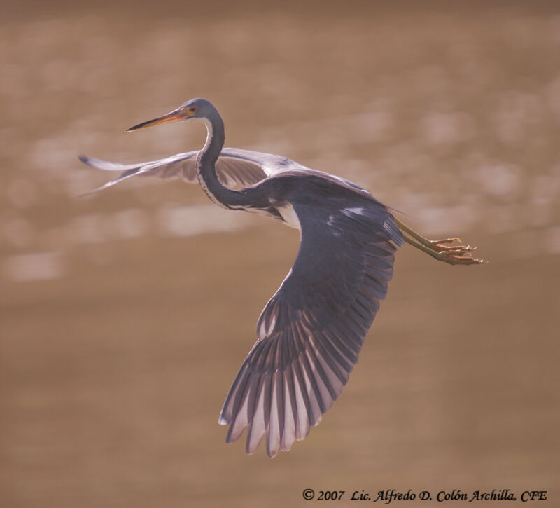 Aigrette tricolore