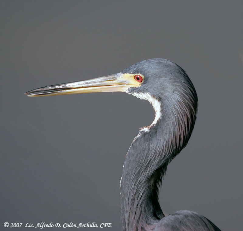 Aigrette tricolore