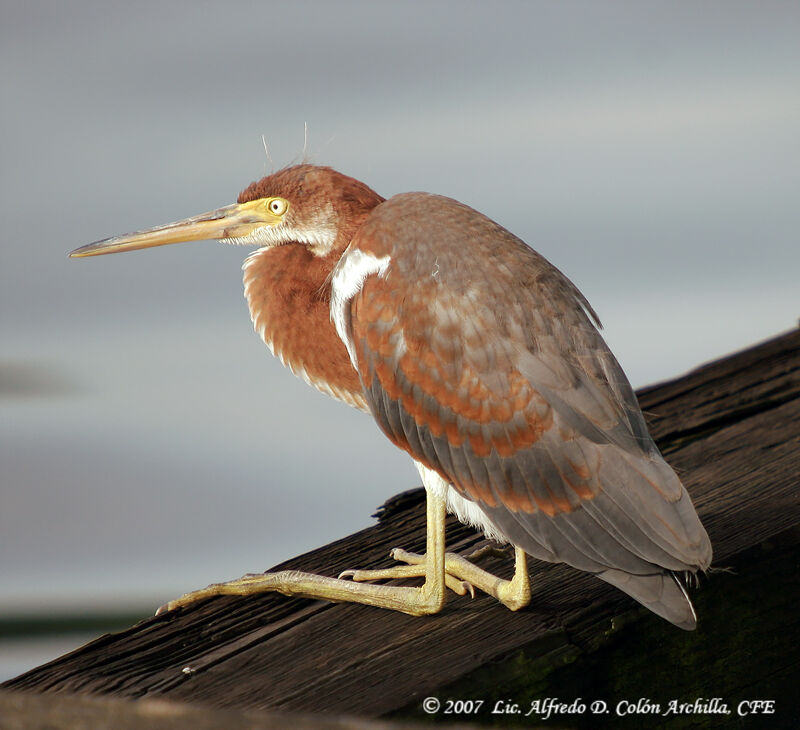 Tricolored Heron