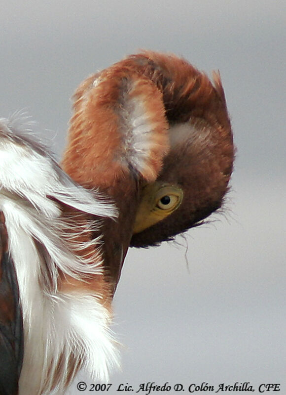 Tricolored Heronjuvenile