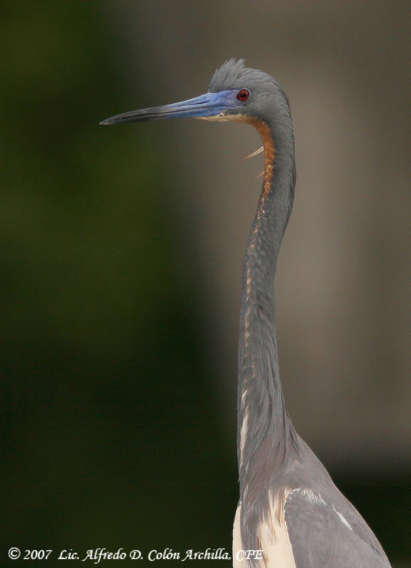 Aigrette tricolore