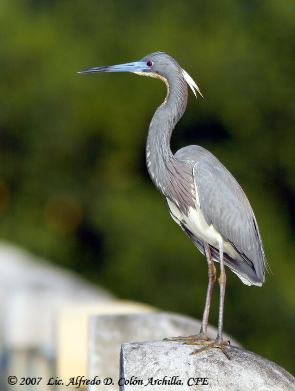 Aigrette tricolore