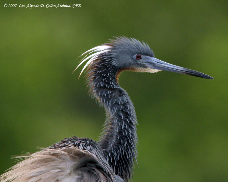 Tricolored Heron