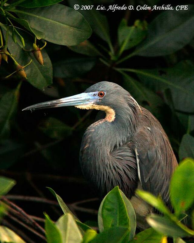 Aigrette tricolore