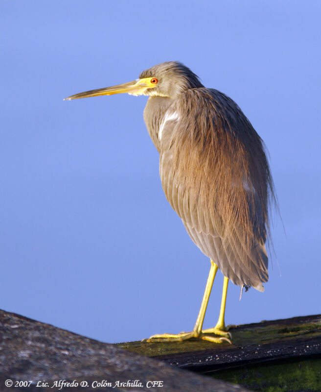 Tricolored Heron