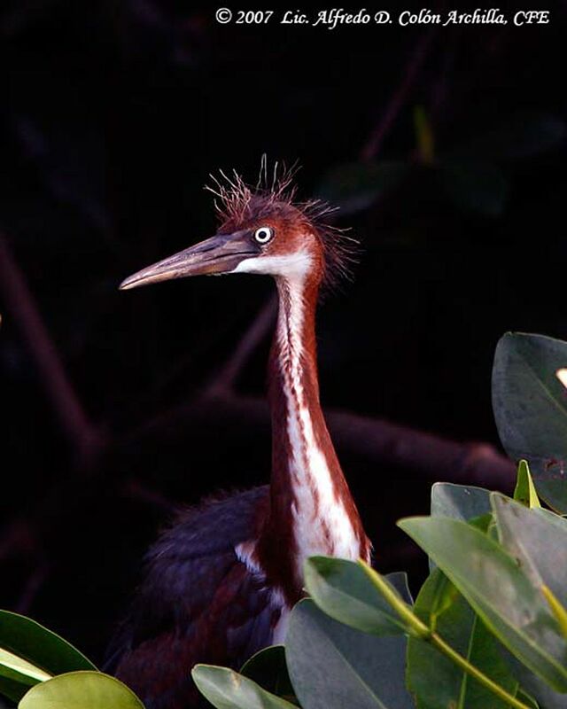 Aigrette tricolorejuvénile