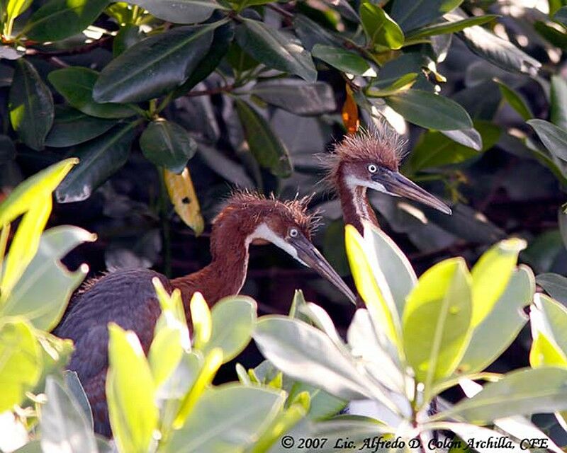 Tricolored Heronjuvenile