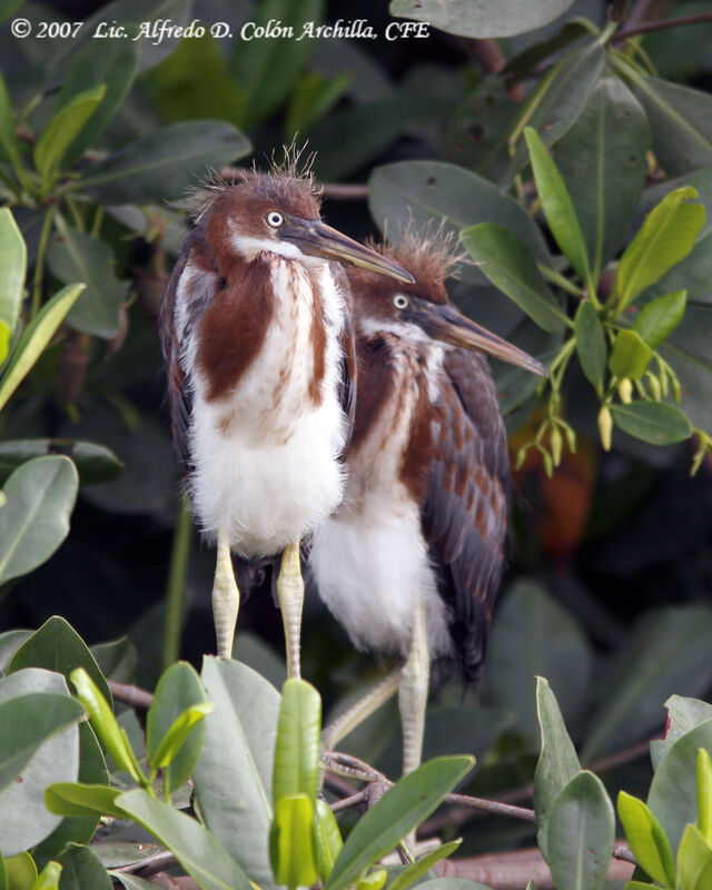 Aigrette tricolorejuvénile