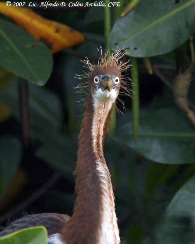 Aigrette tricolore