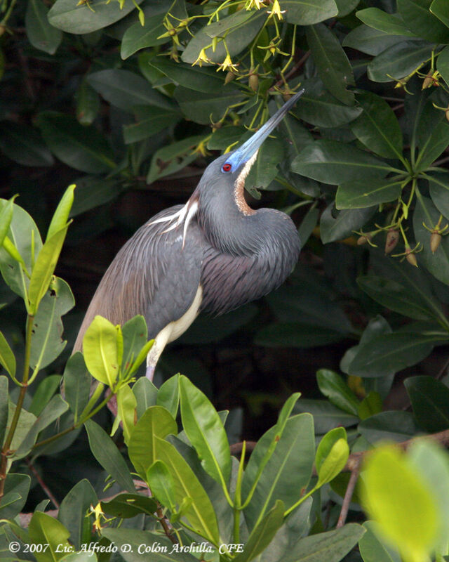 Aigrette tricolore