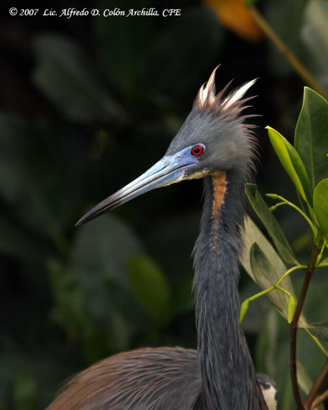 Tricolored Heron