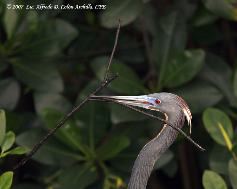 Aigrette tricolore