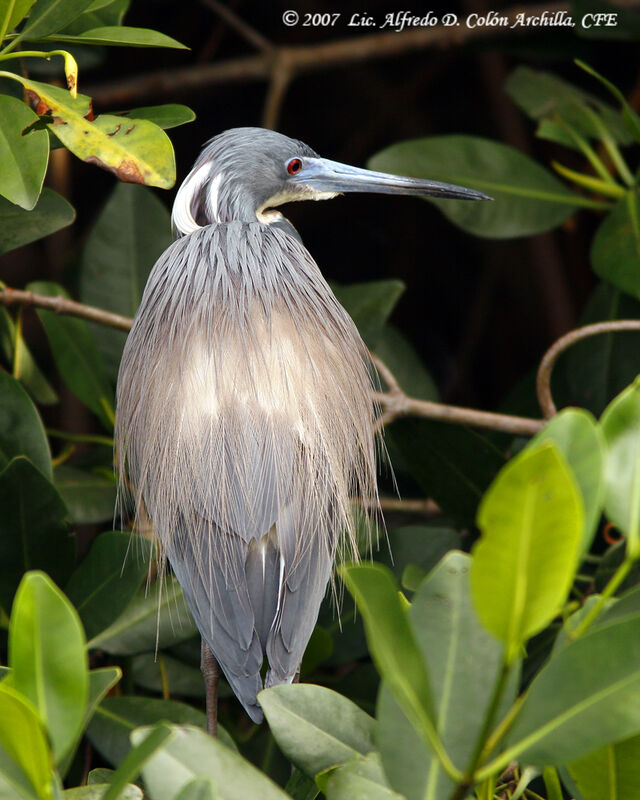 Aigrette tricolore