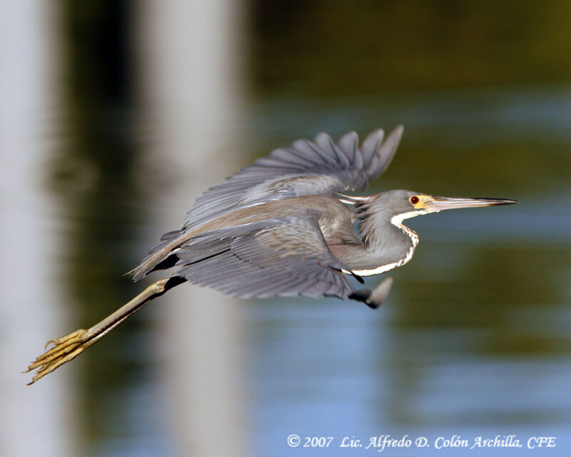 Tricolored Heron