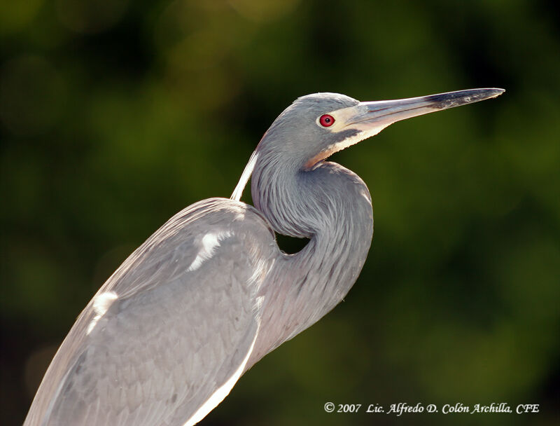 Aigrette tricolore