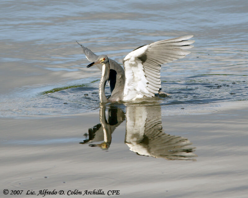 Tricolored Heron