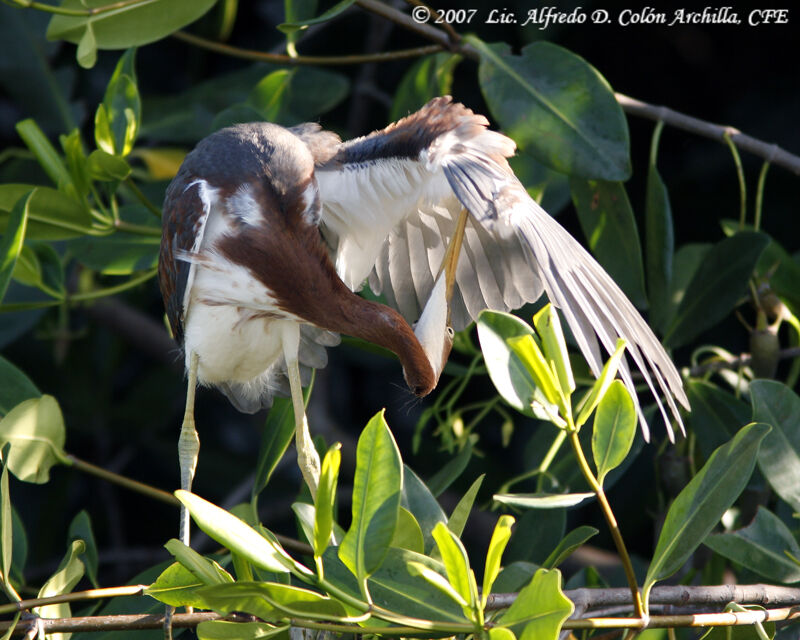 Aigrette tricolorejuvénile