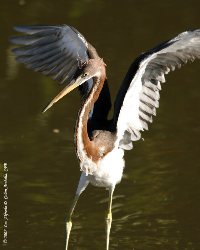 Aigrette tricolorejuvénile