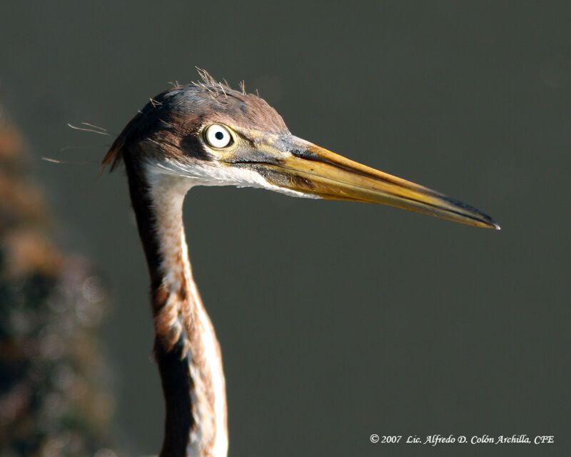 Aigrette tricolorejuvénile