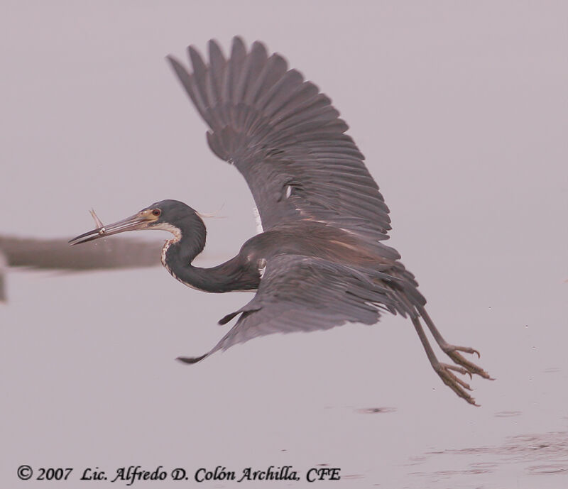 Tricolored Heron