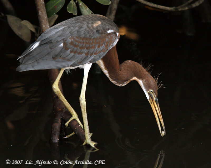 Aigrette tricolorejuvénile